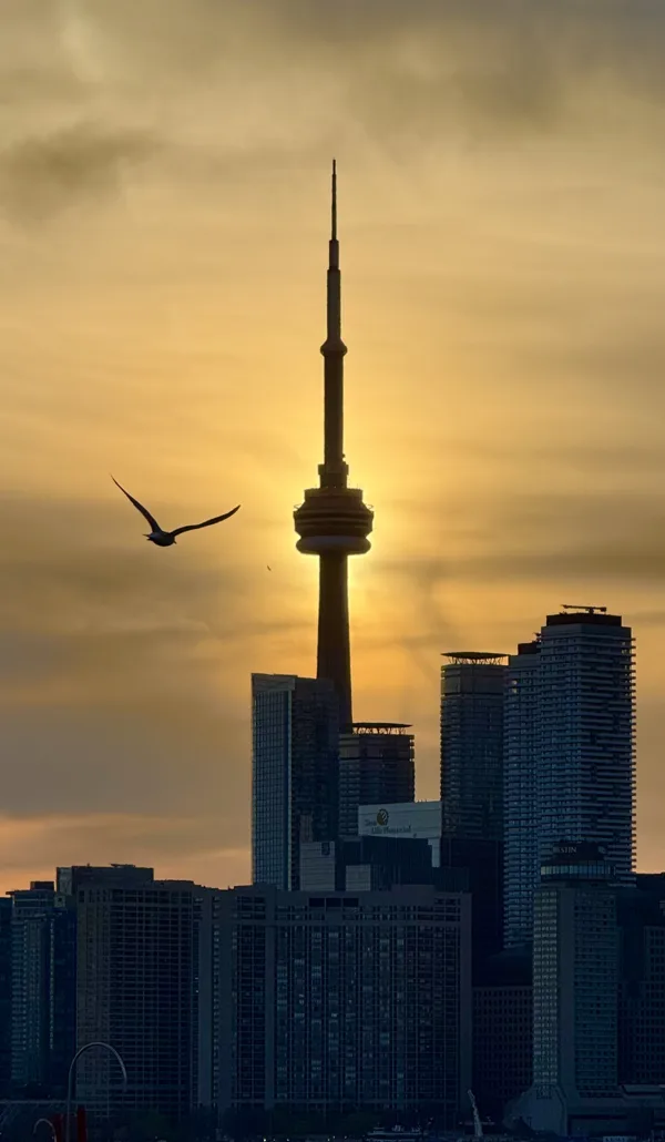 The CN Tower in silhouette with the setting sun directly behind its pod, and a gull crossing the sky